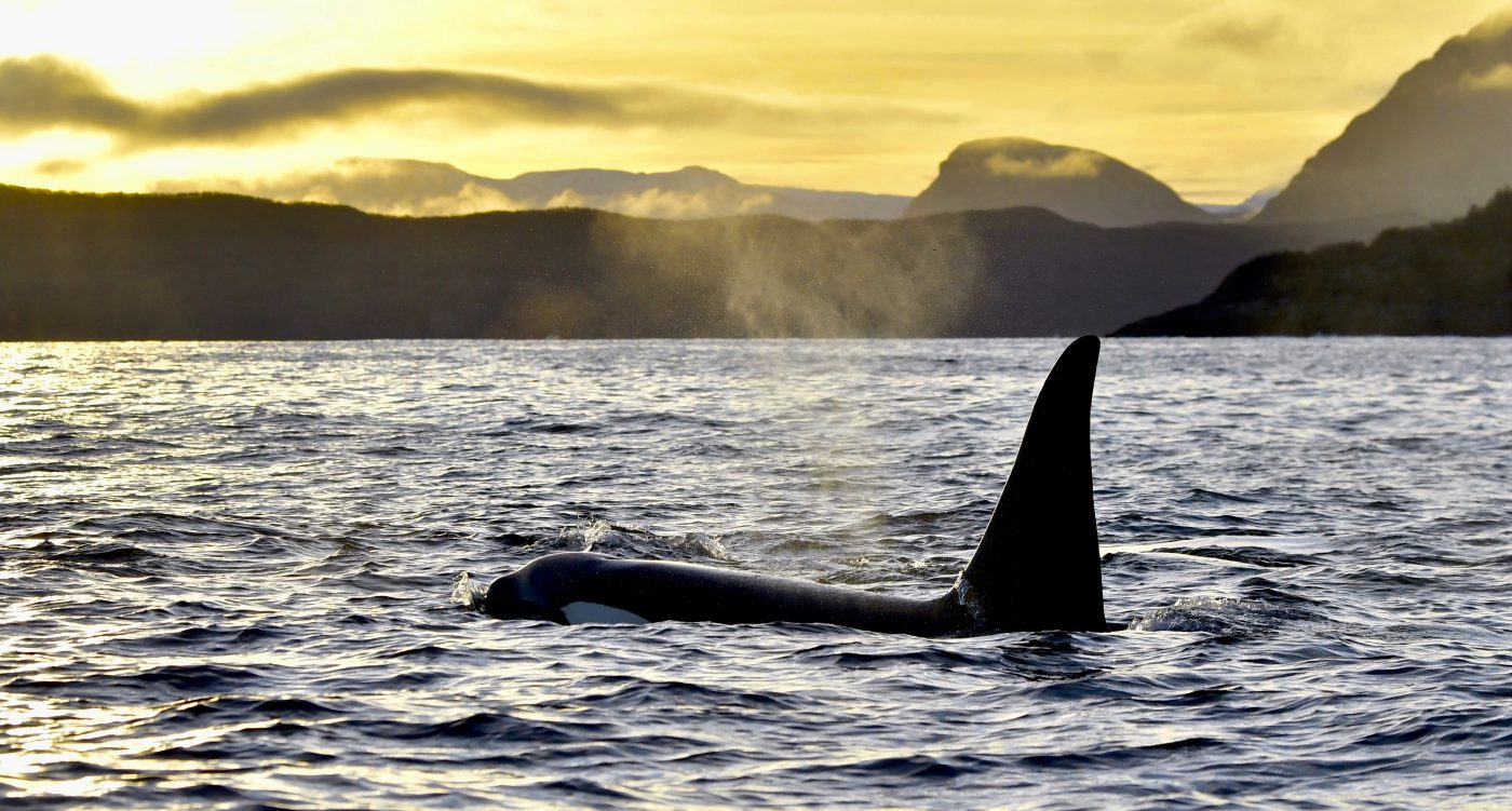 Orca Norway