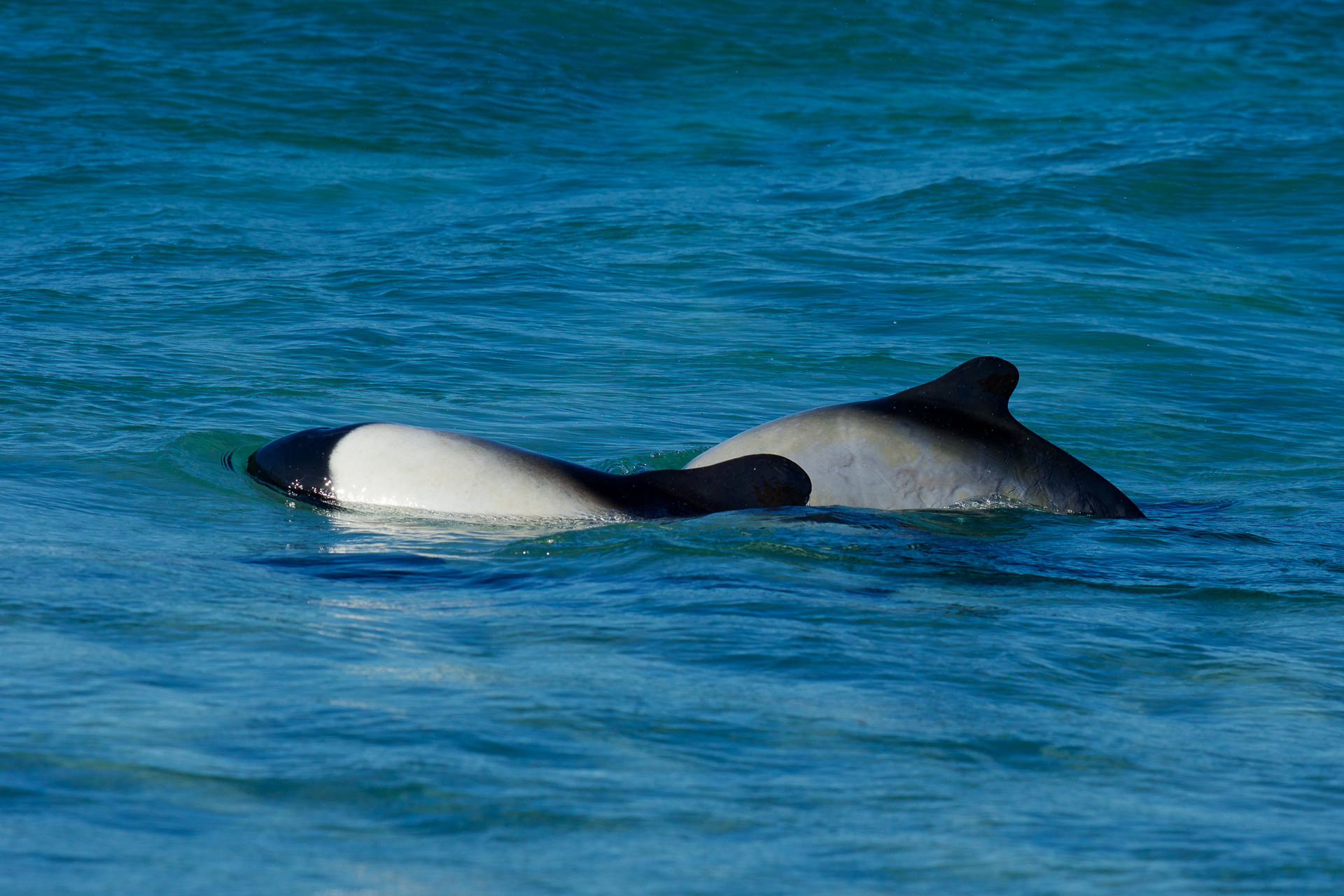 20190310_Wildlife_Observations_Worldwide_Patagonia_016