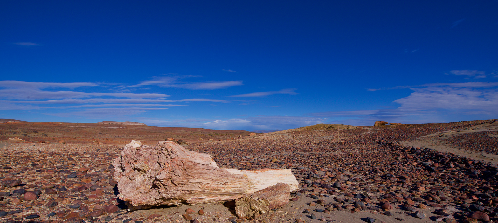 20190321_Wildlife_Observations_Worldwide_Patagonia_018