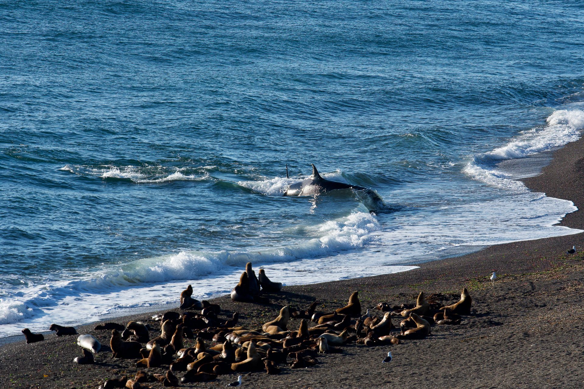 20190401_Wildlife_Observations_Worldwide_Patagonia_023