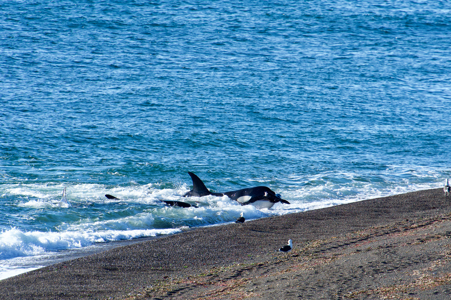 20190401_Wildlife_Observations_Worldwide_Patagonia_024