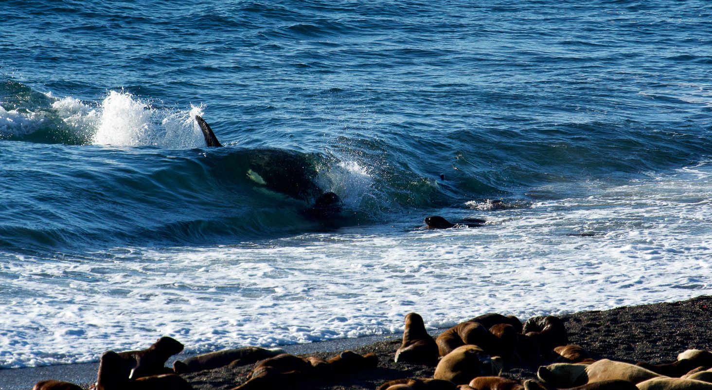 20190402_Wildlife_Observations_Worldwide_Patagonia_026