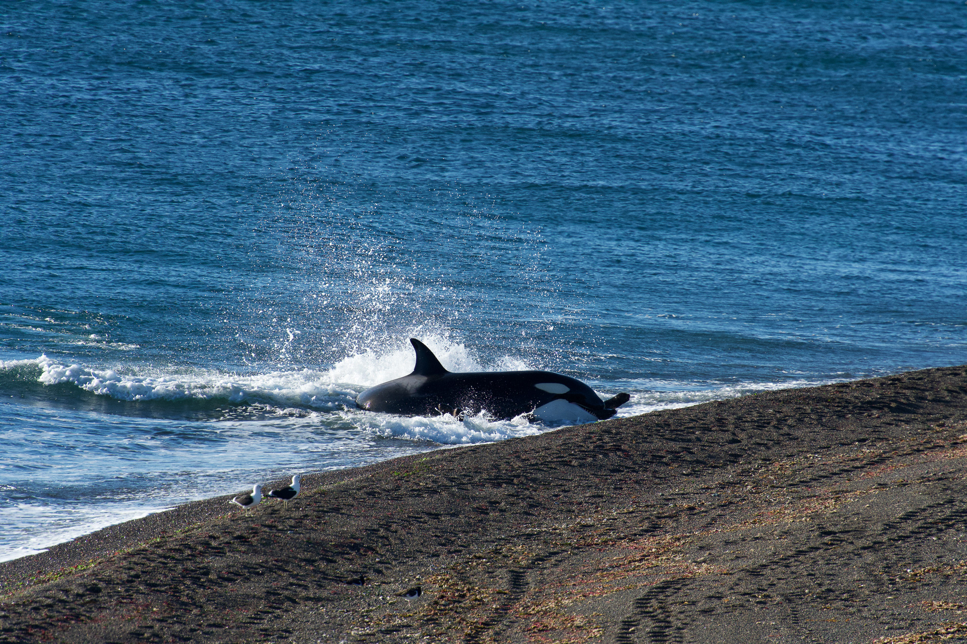 20190402_Wildlife_Observations_Worldwide_Patagonia_028