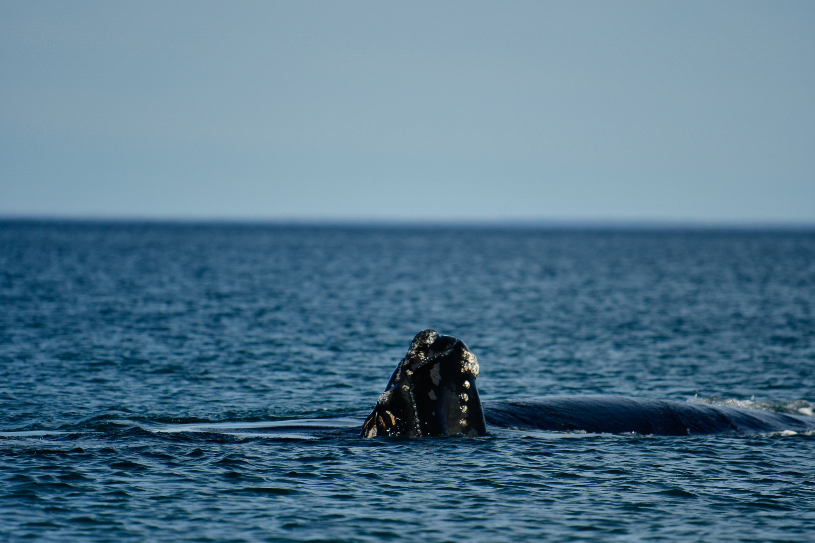 20181005_Wildlife_Observations_Worldwide_Patagonia_001