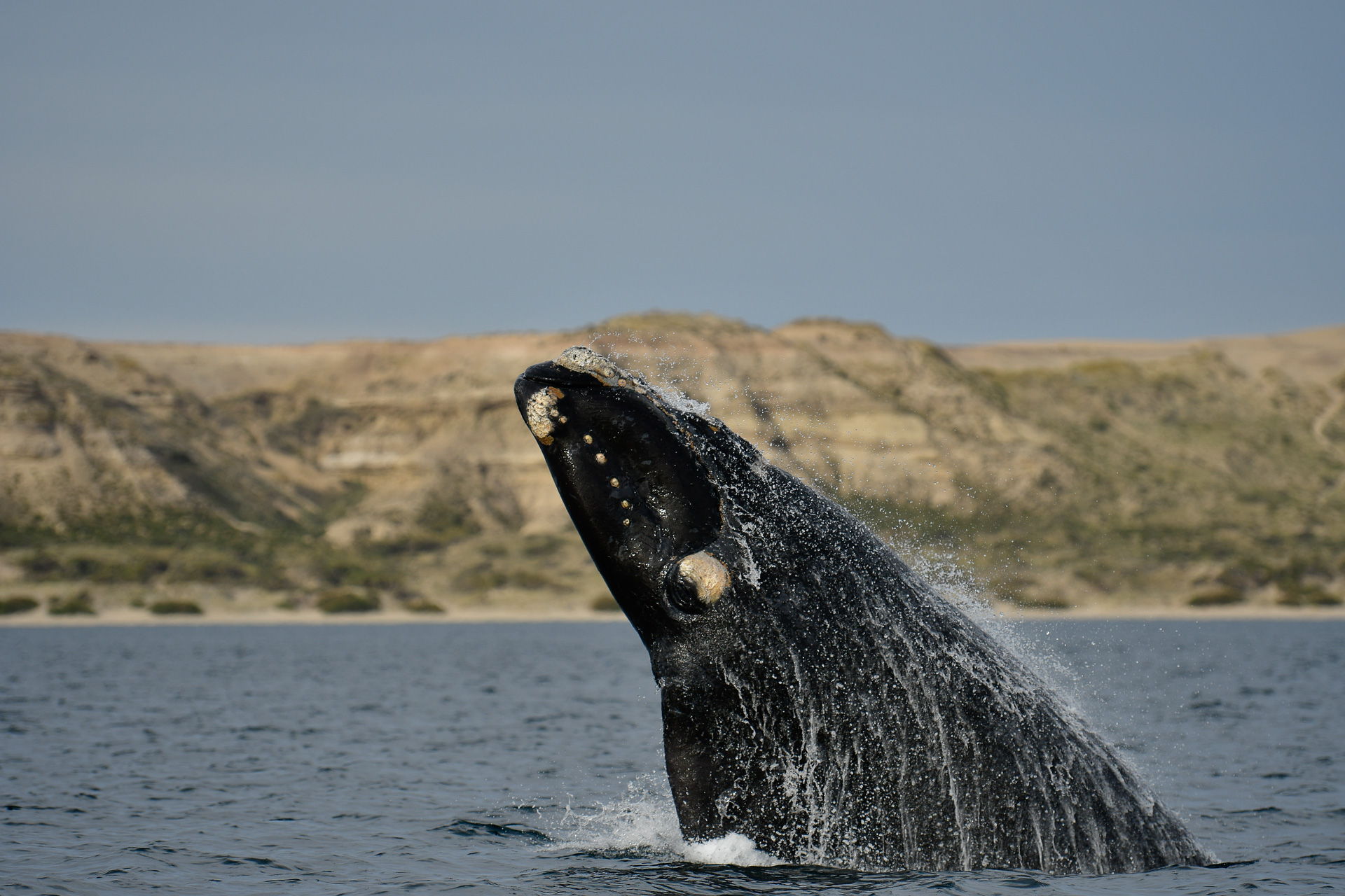 20181007_Wildlife_Observations_Worldwide_Patagonia_002