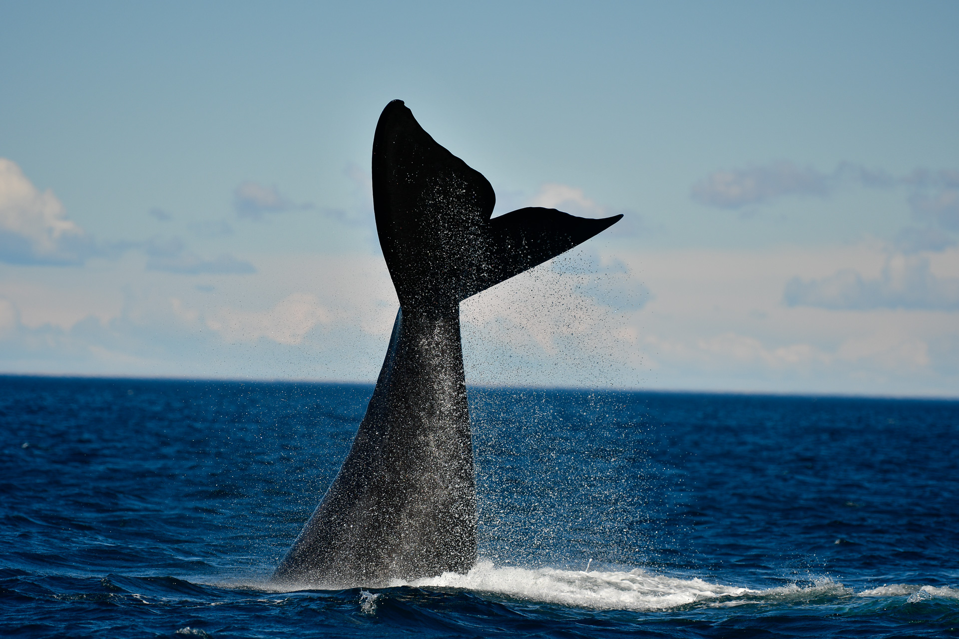 20181008_Wildlife_Observations_Worldwide_Patagonia_004