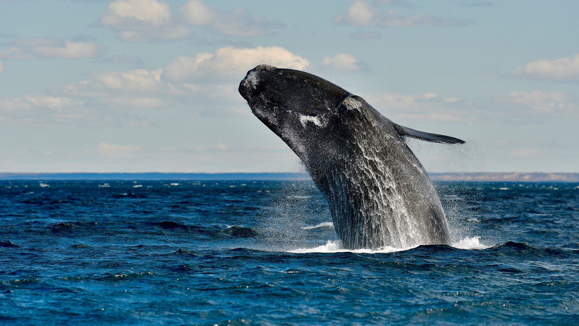 20181008_Wildlife_Observations_Worldwide_Patagonia_005
