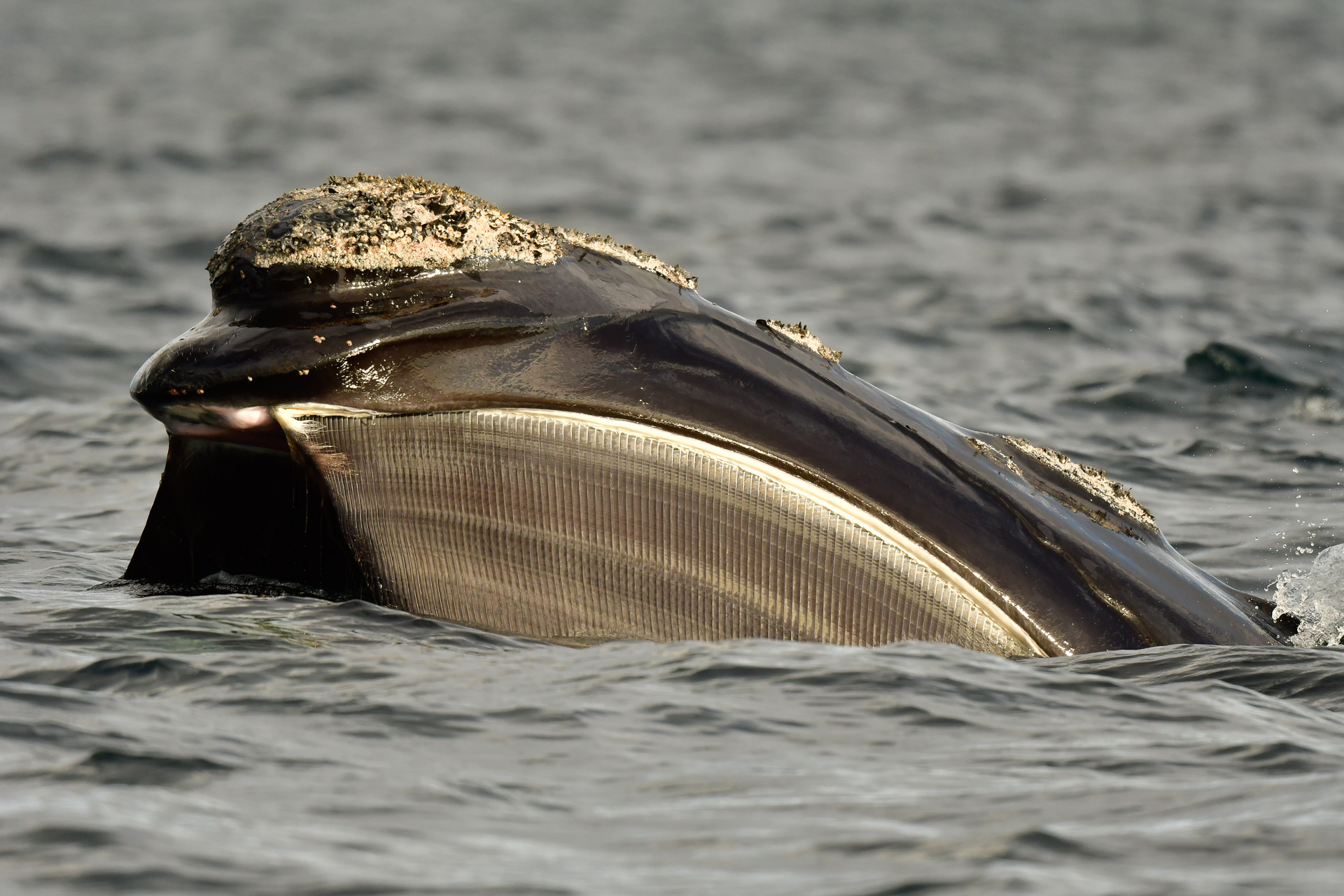 20181008_Wildlife_Observations_Worldwide_Patagonia_006