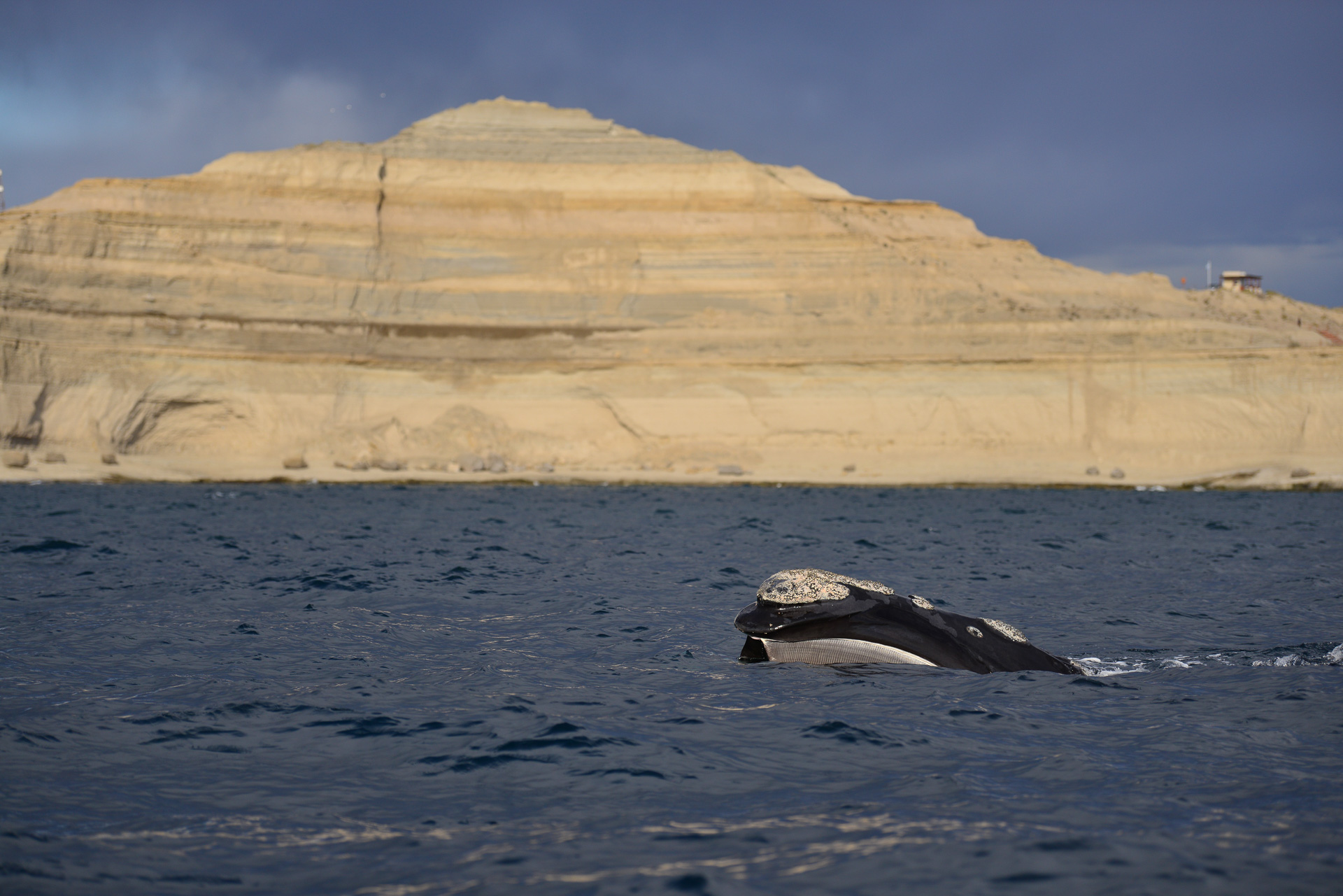 20181008_Wildlife_Observations_Worldwide_Patagonia_007