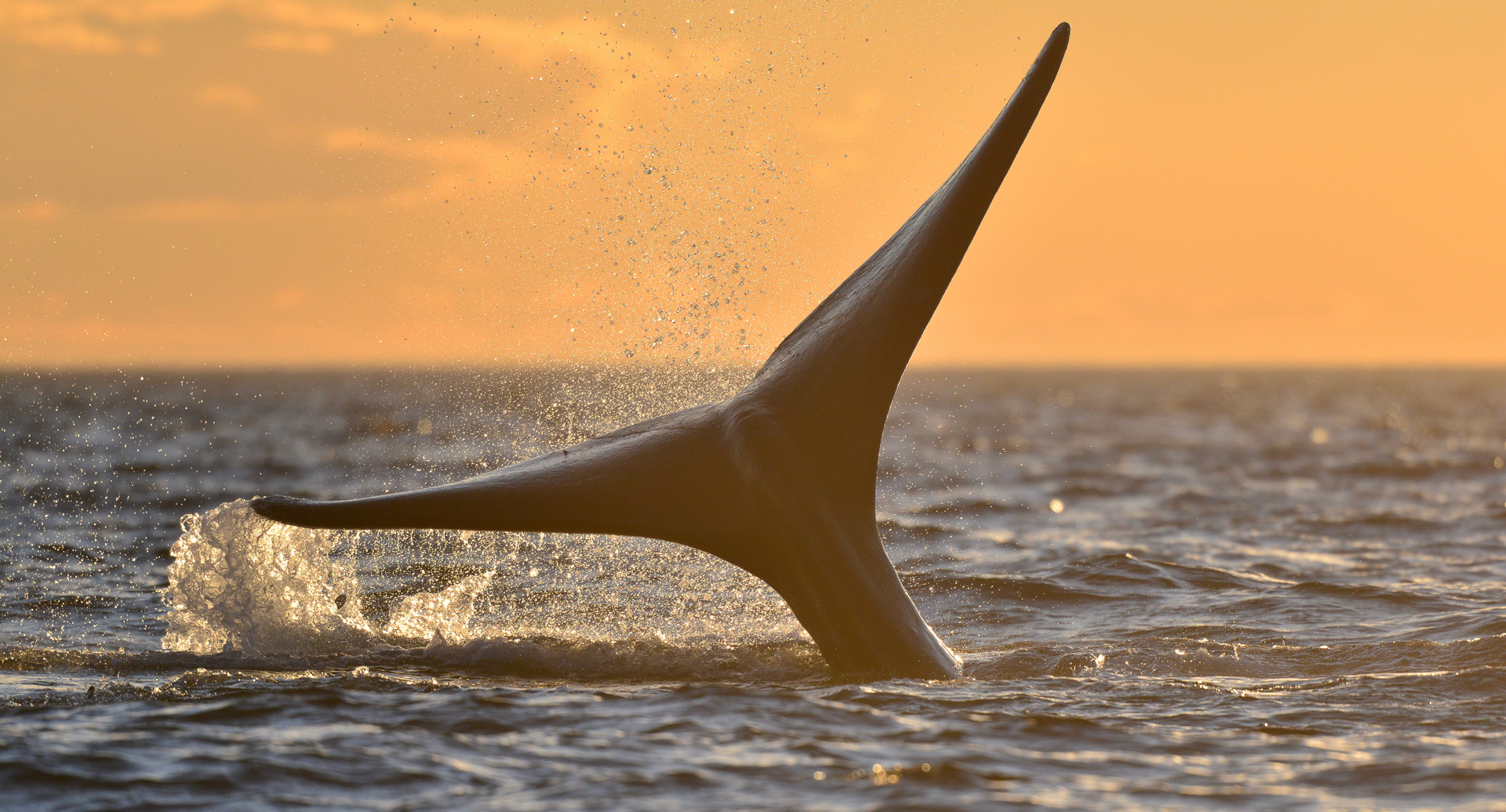 20181008_Wildlife_Observations_Worldwide_Patagonia_008