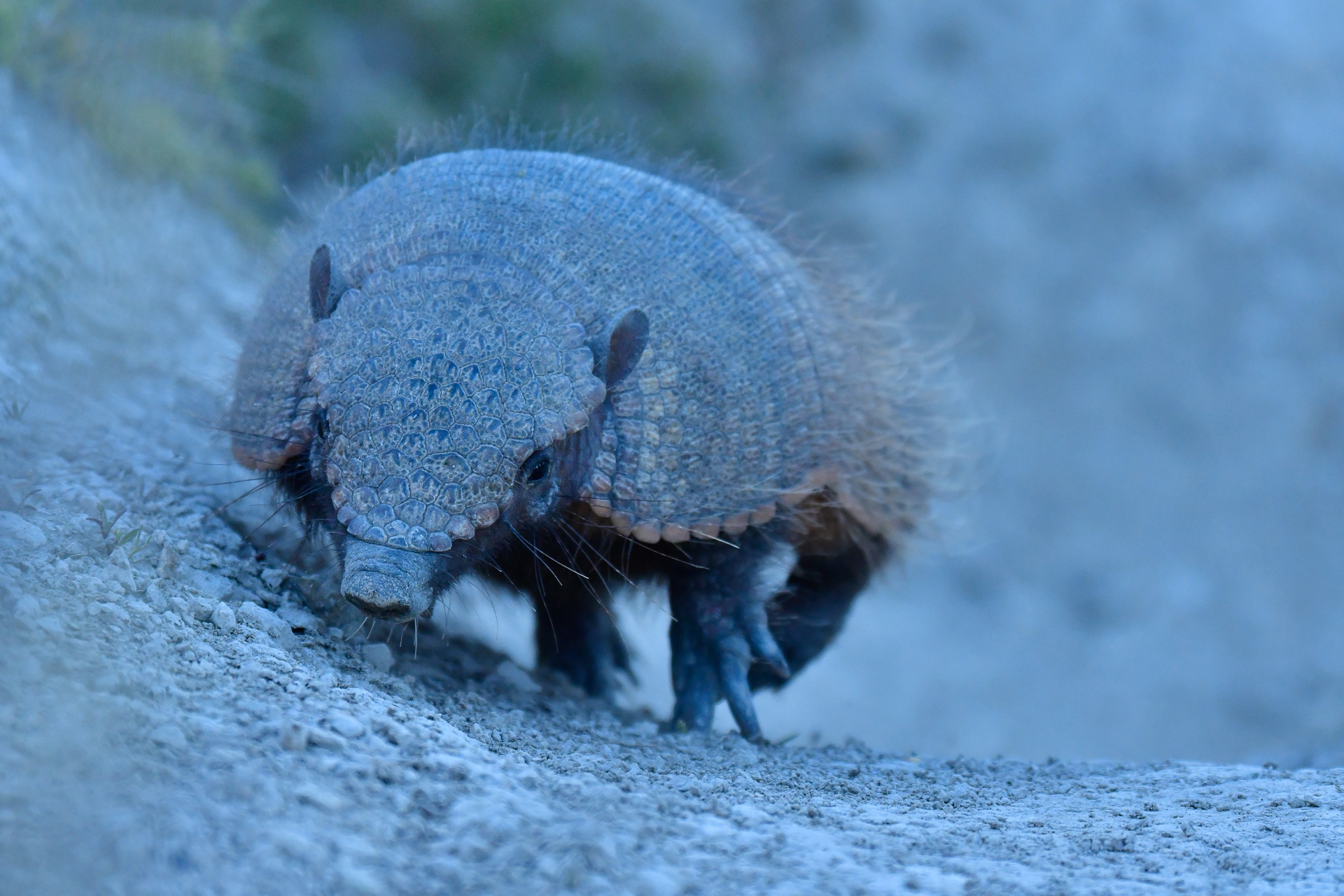 20181009_Wildlife_Observations_Worldwide_Patagonia_009