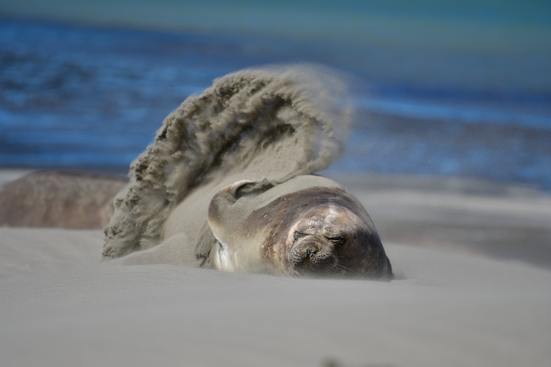 20181011_Wildlife_Observations_Worldwide_Patagonia_010