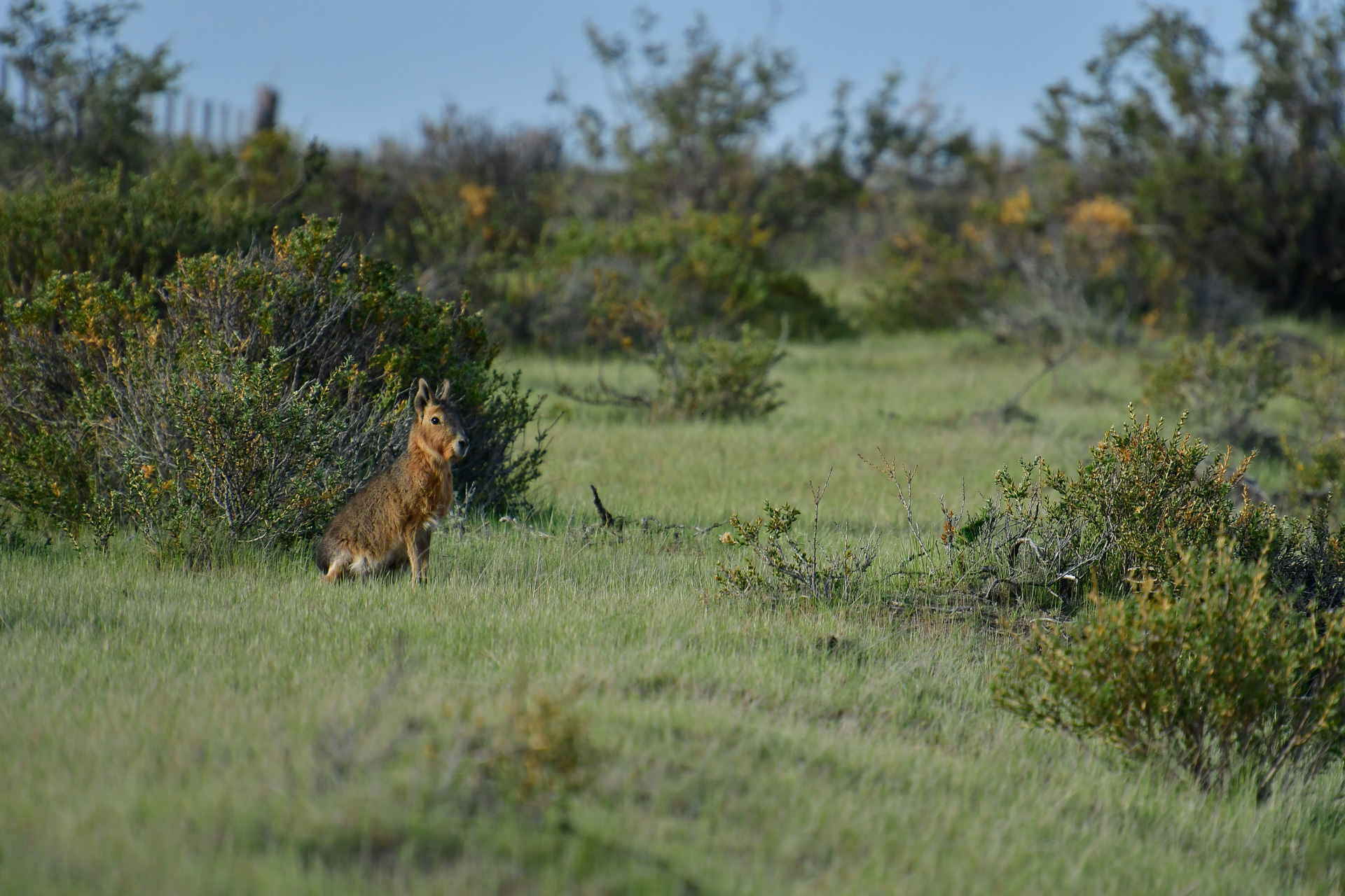 20181011_Wildlife_Observations_Worldwide_Patagonia_011