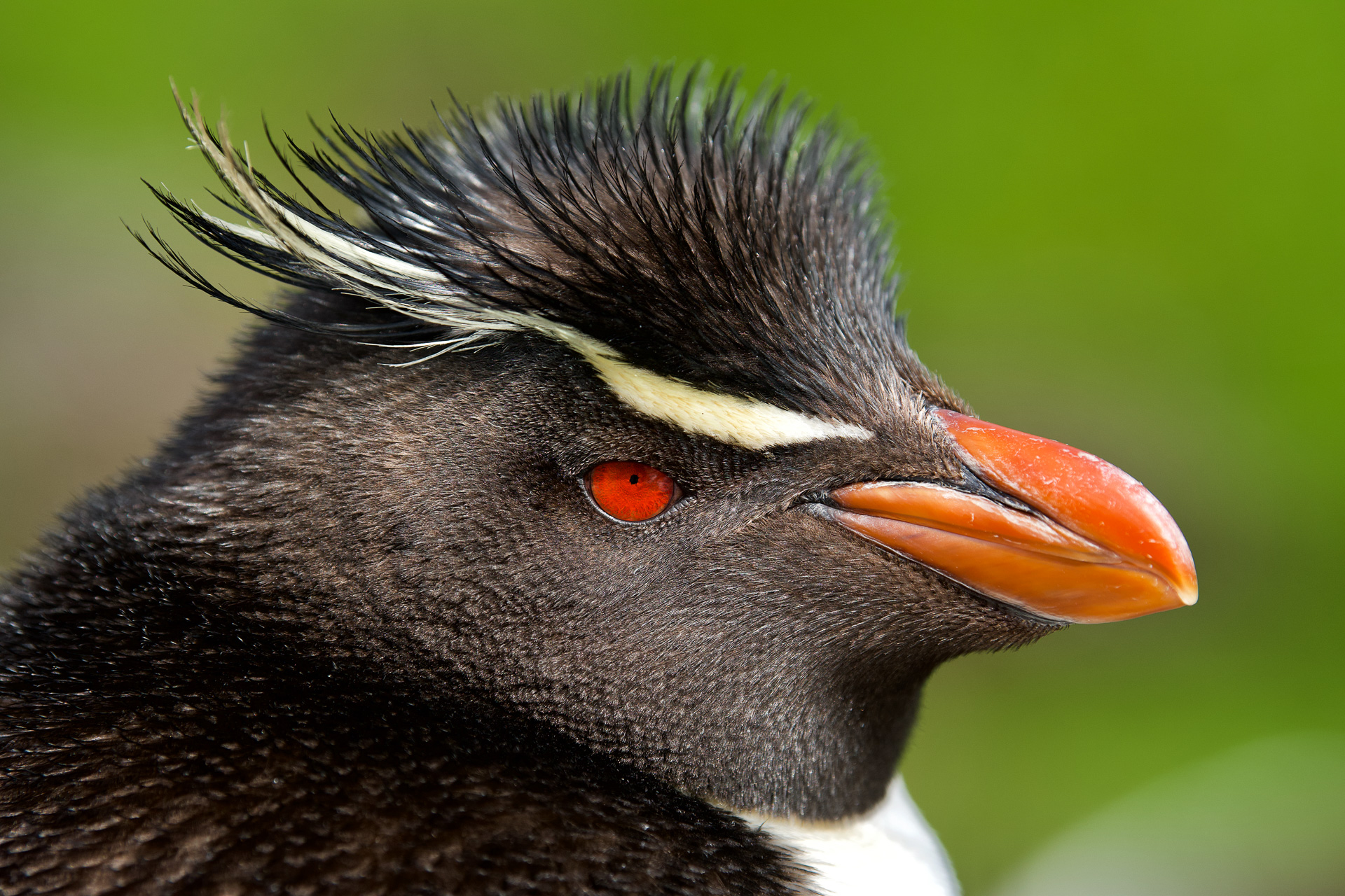 20190313_Wildlife_Observations_Worldwide_Patagonia_017