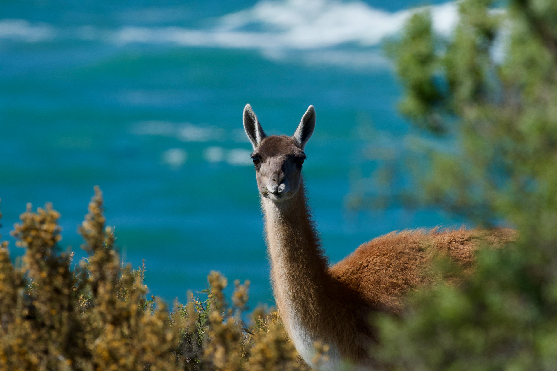 20190326_Wildlife_Observations_Worldwide_Patagonia_021