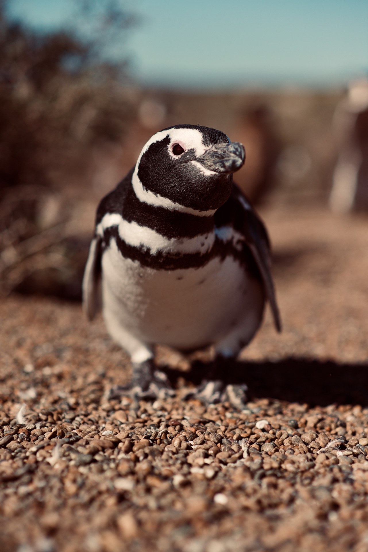 20190327_Wildlife_Observations_Worldwide_Patagonia_022