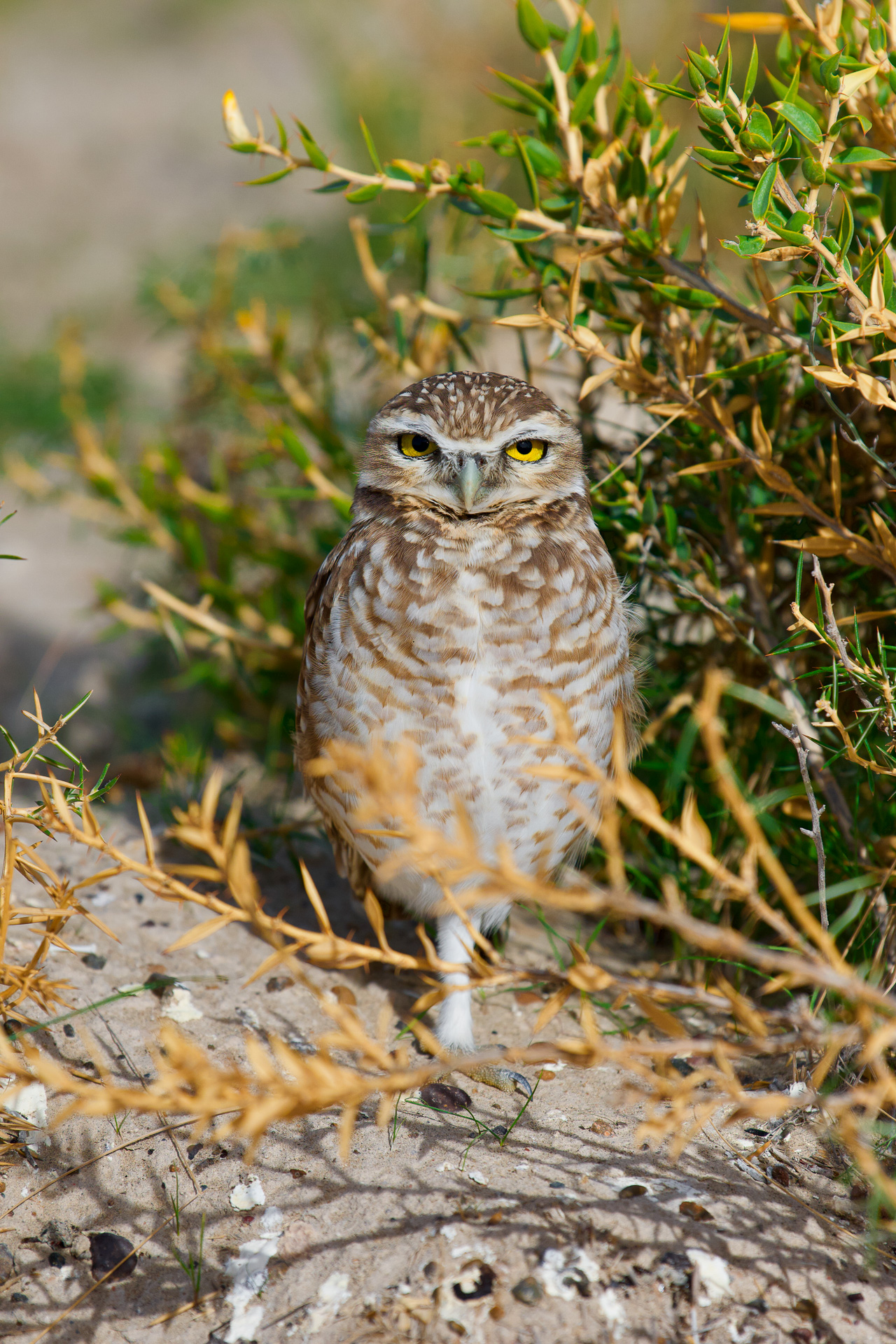 20190403_Wildlife_Observations_Worldwide_Patagonia_030