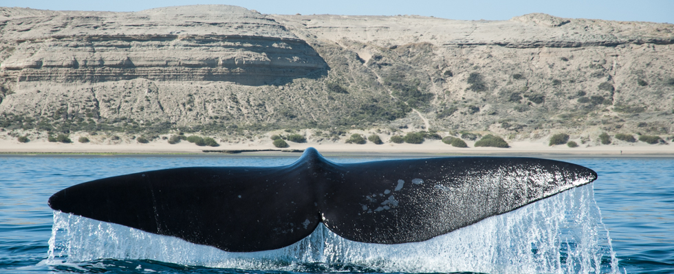 Patagonia_Project_Slider_Patagonia_004