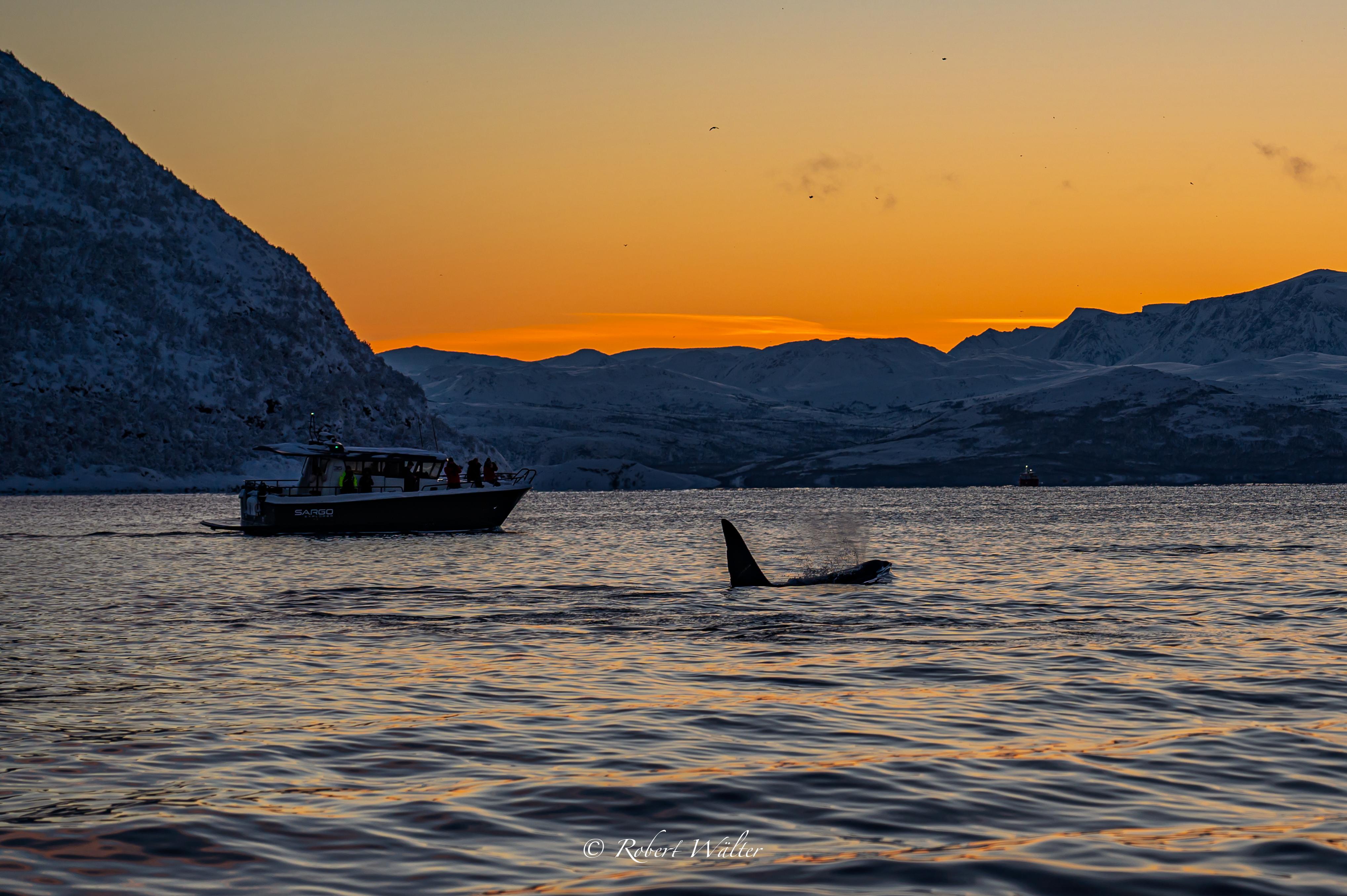 WildlifeObservationsWorldwide_Norway_Boat_01
